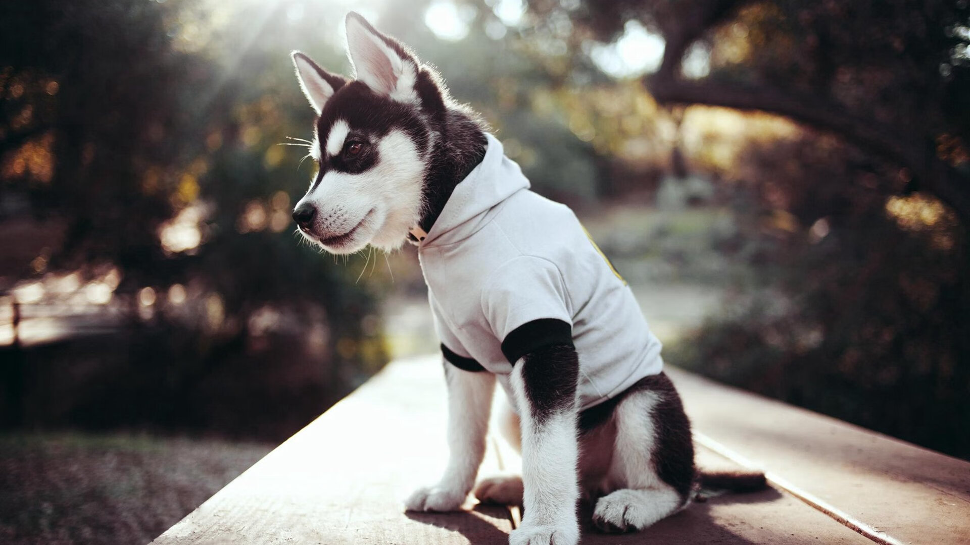 篮球双雄，凯尔特人击溃灰熊，拉梅洛欧冠淘汰赛主宰战局