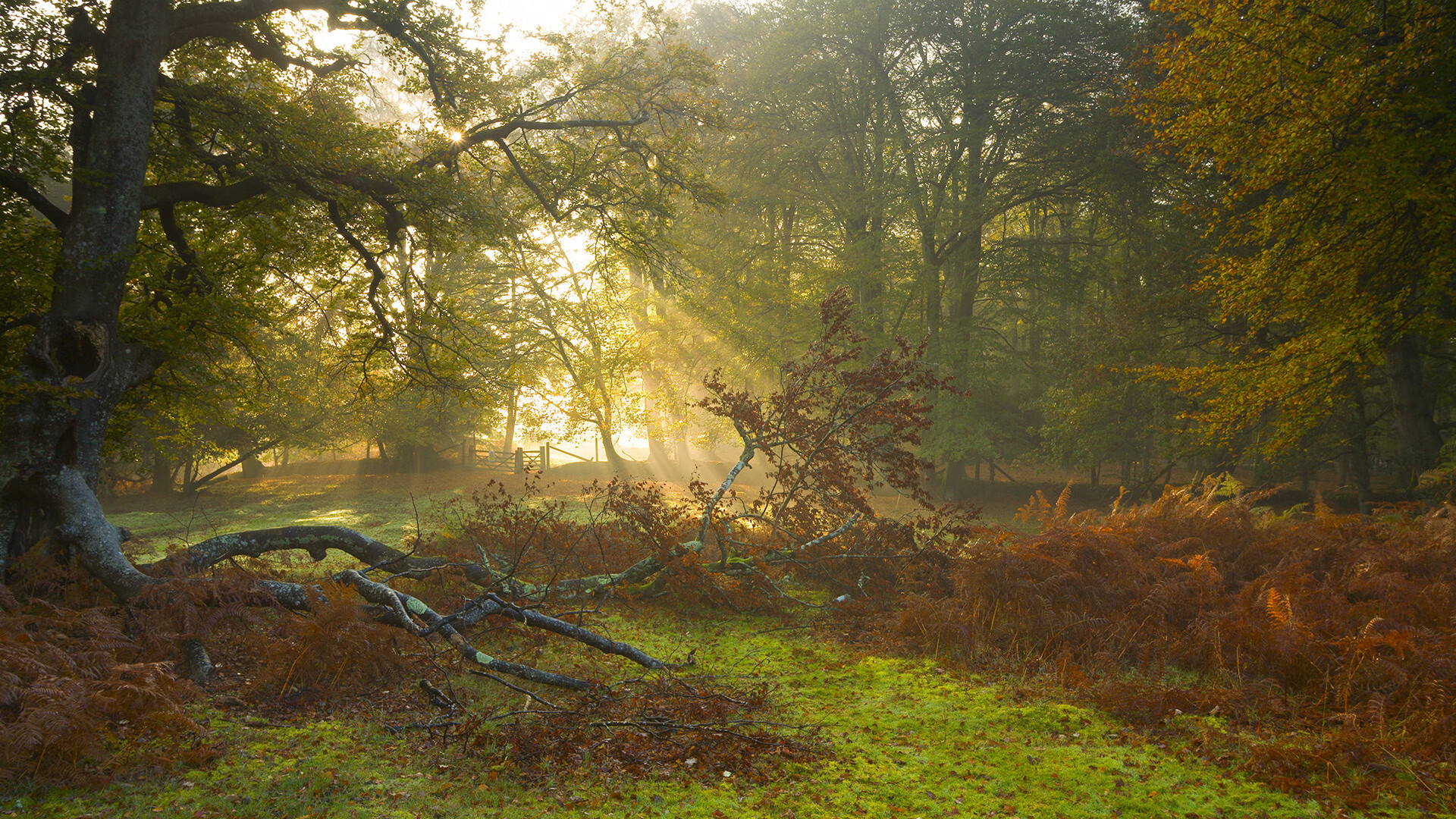 当京狮怒吼五棵松，一场跨越篮球次元的无解对话