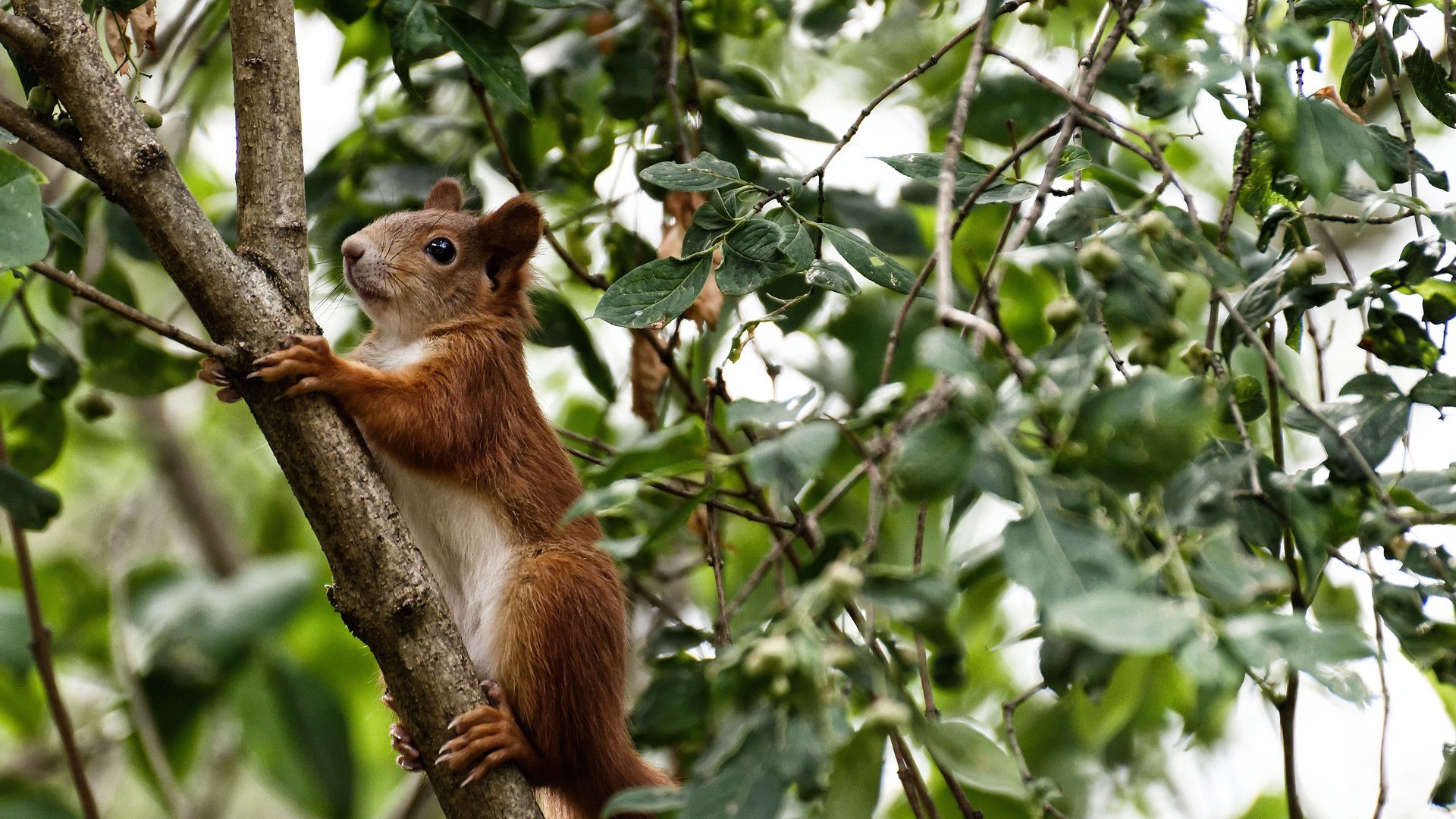 无声处听惊雷！班凯罗0.7秒冷血绝杀，掘金打破独行侠金身
