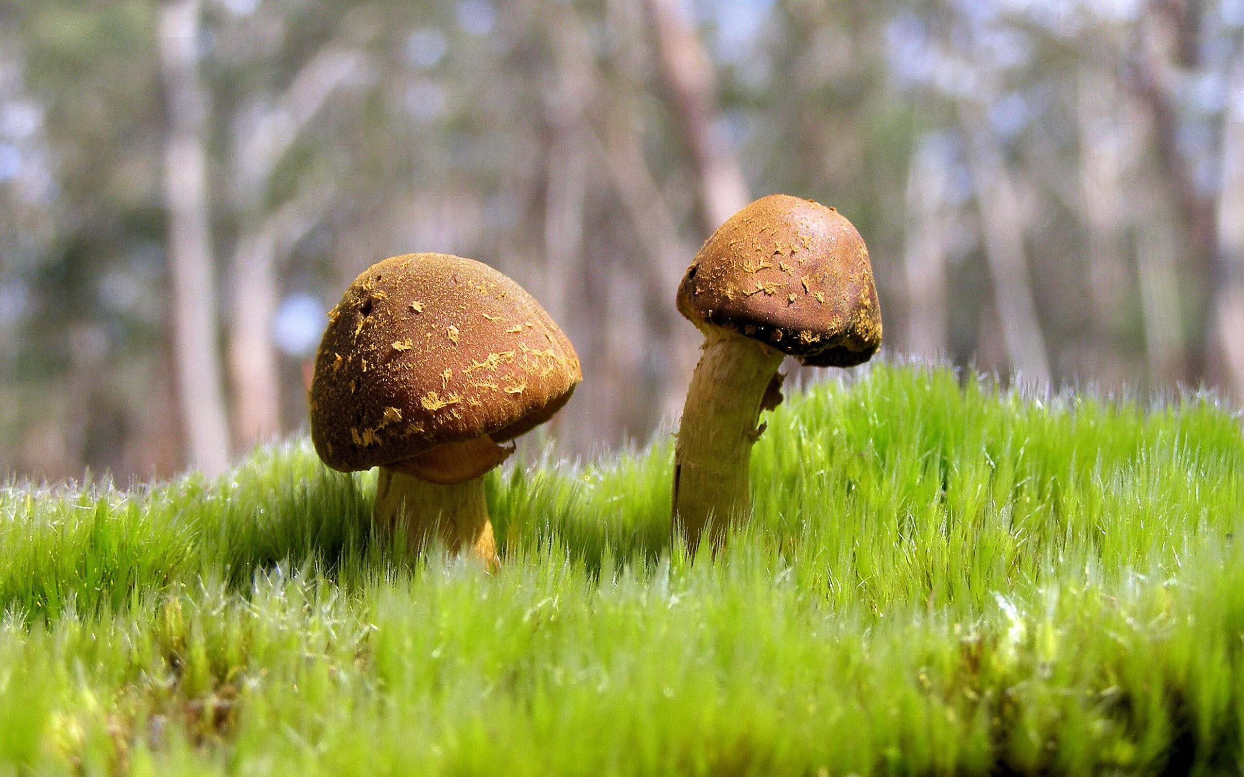 星耀里程碑，福克斯缔造历史，掘金彰显冠军底蕴