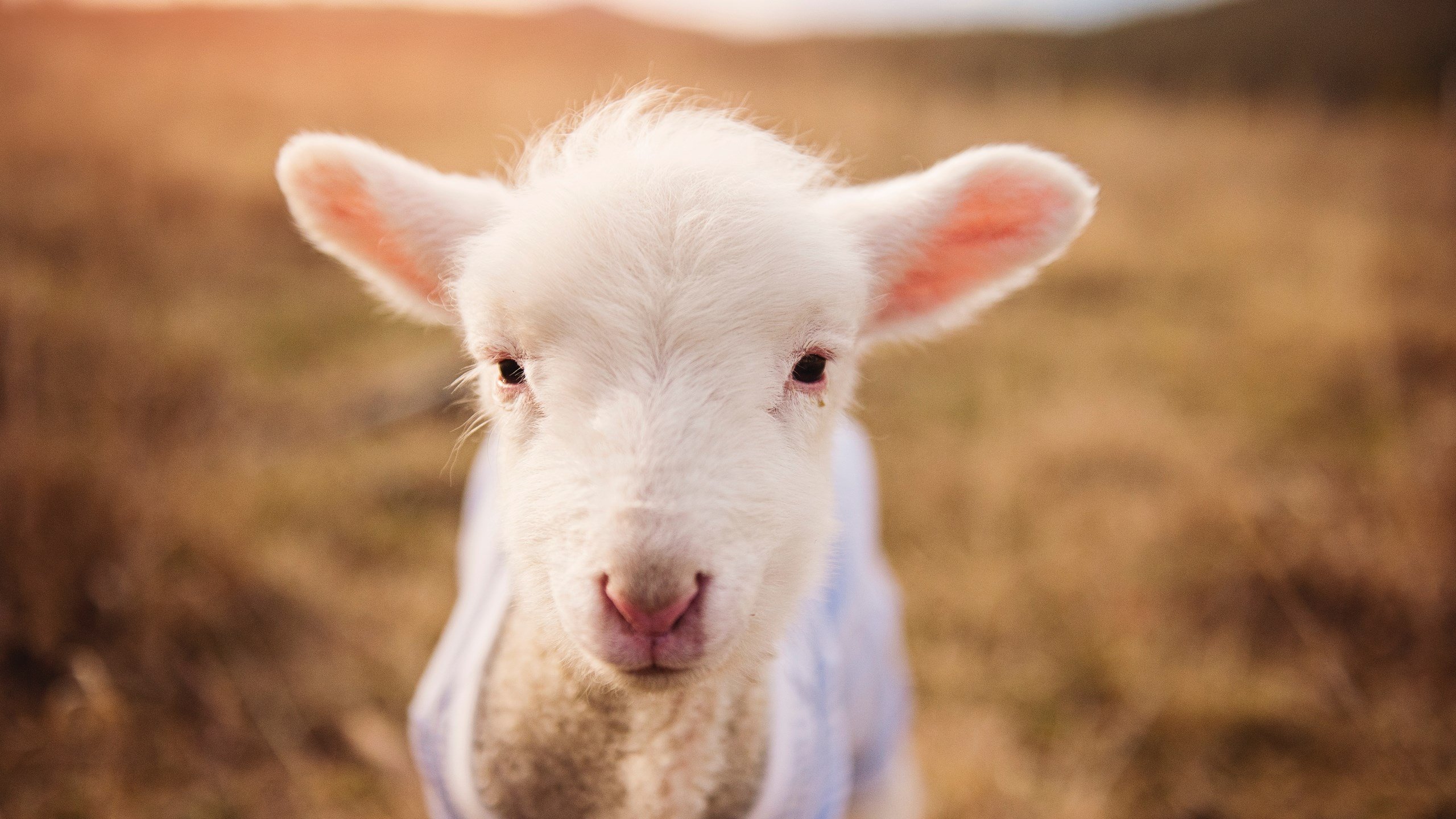 天才绽放与铁血收割,足球世界冰与火的胜利哲学