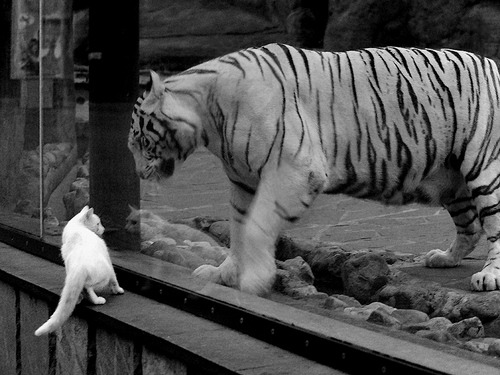 钢铁防线显威,巴斯托尼一剑封喉,勒沃库森关键战的突围哲学