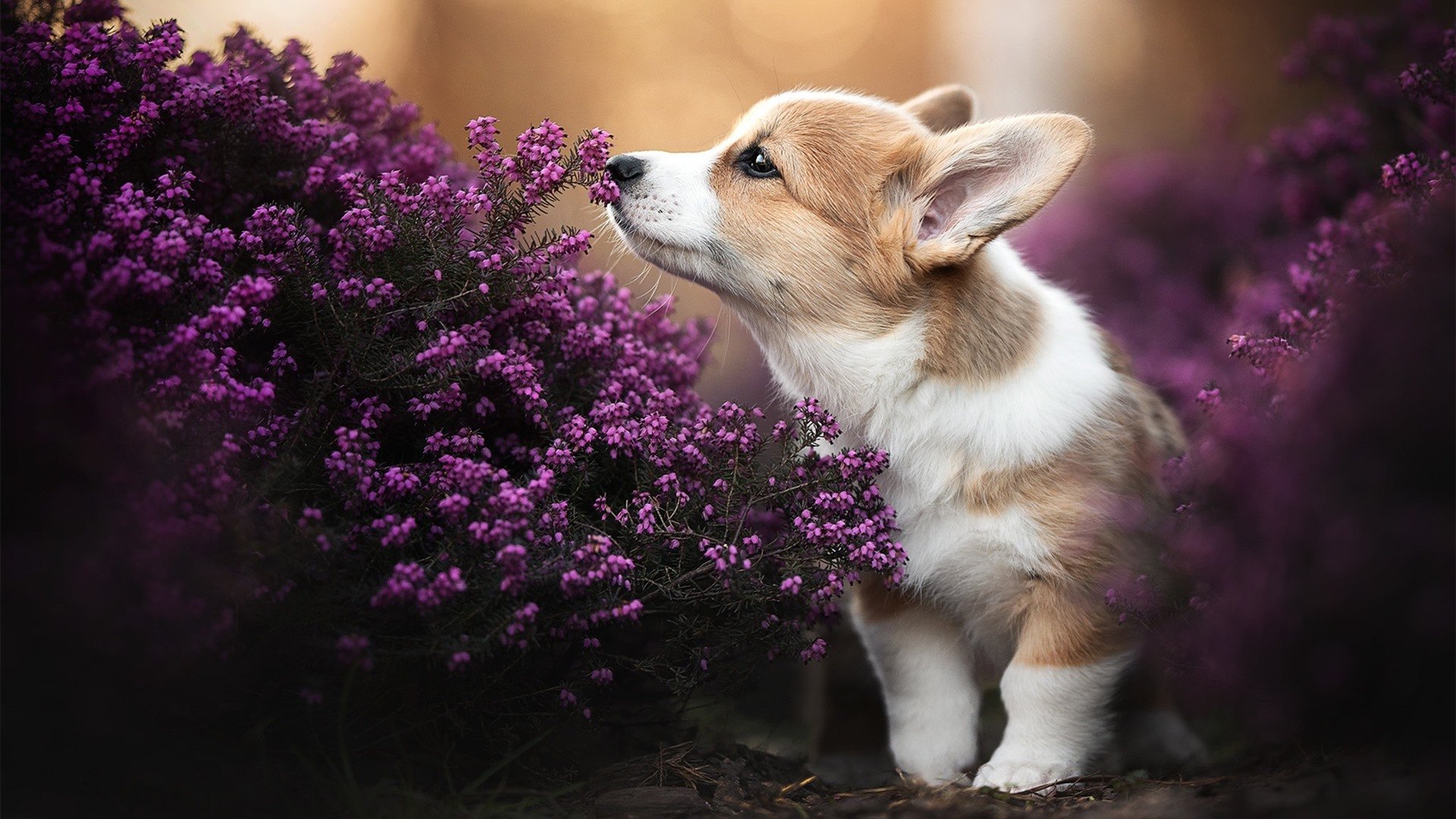 绿茵英雄与篮球幻梦，当拜仁突破马里，克瓦拉茨赫利亚接管总决赛