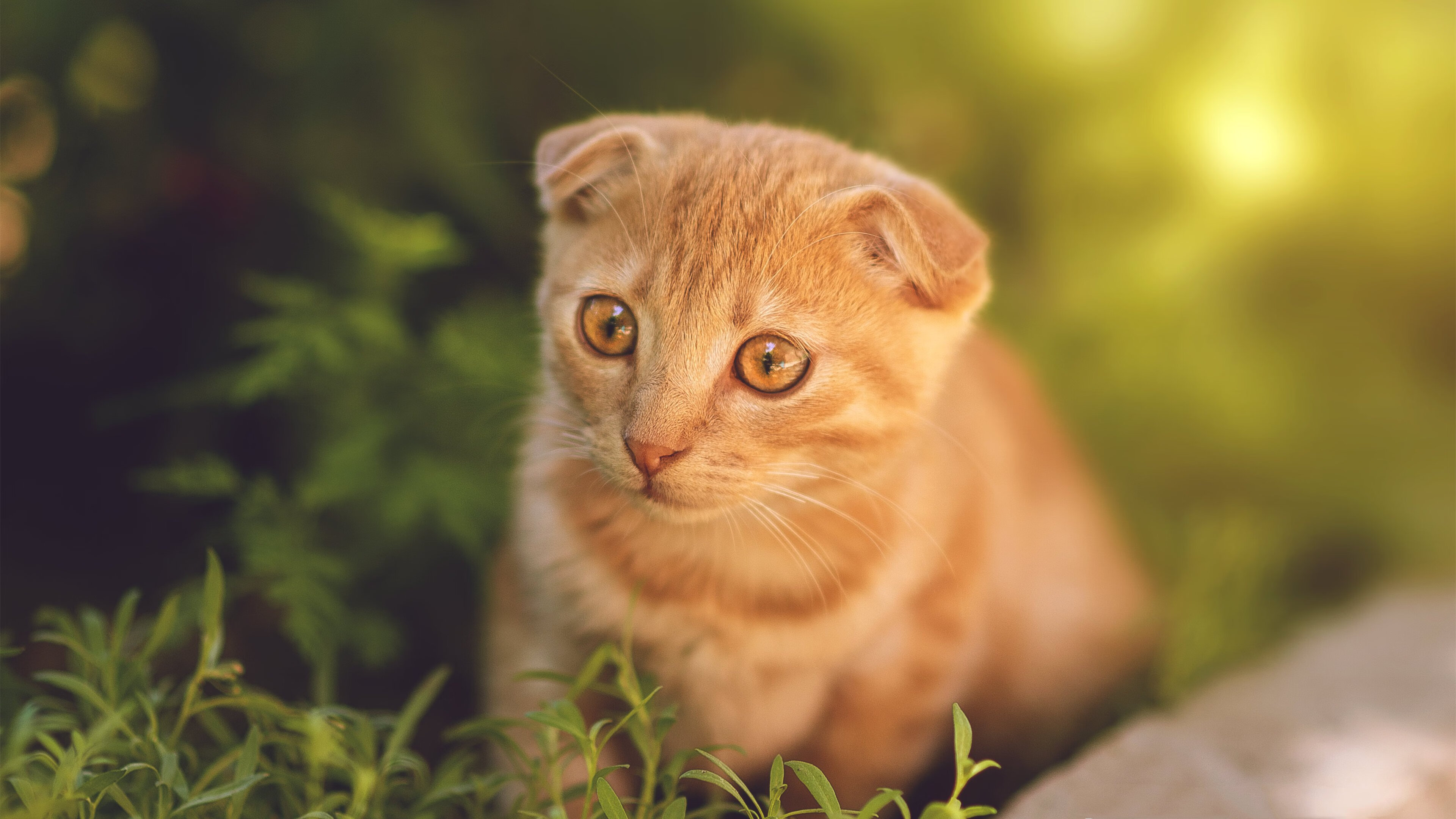 莱奥狂暴进攻独揽21分，摩洛哥单节窒息防守拉开加拿大