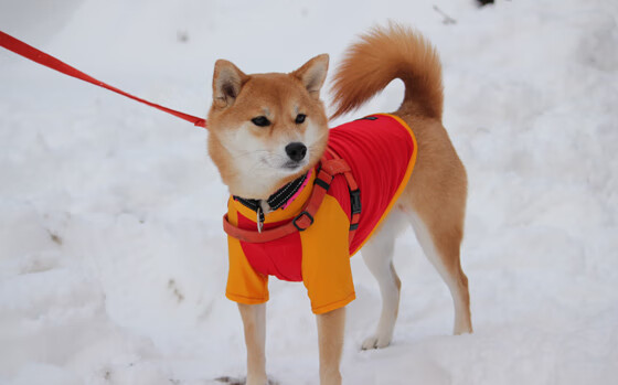 武切维奇惊艳四座,勇士强势碾压雄鹿