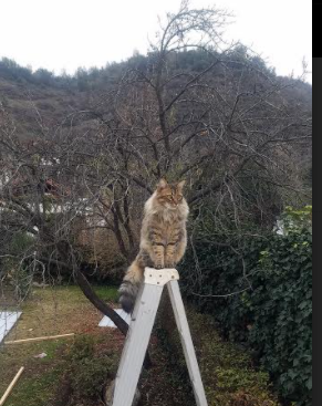 跨越万里的篮球回声，东契奇的孤勇与新疆的合力