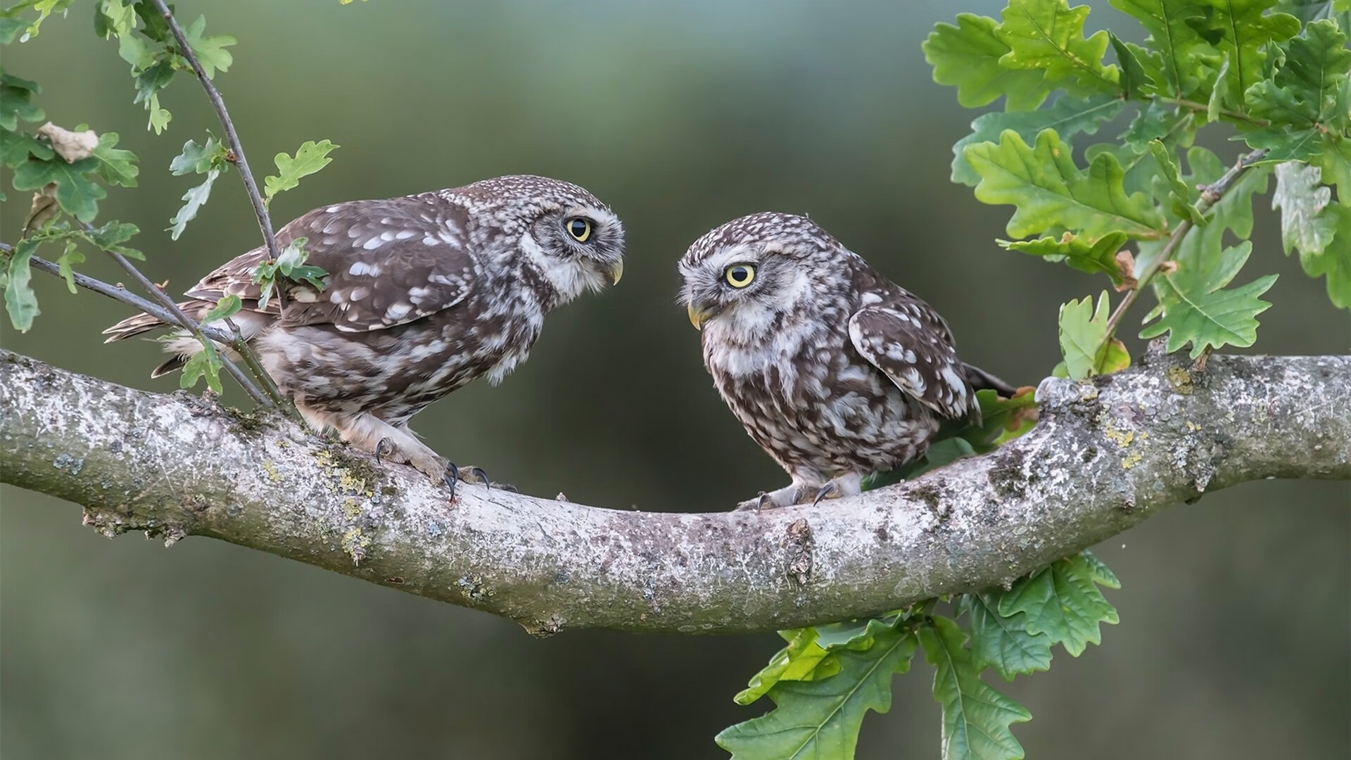 北美三国夜，穆勒大师课，一场定义传奇的压制级演出