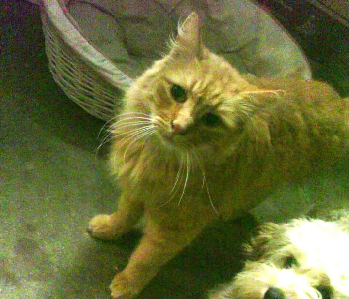 魔术轻取新疆队之夜，哈登却在2026世界杯的想象中接管比赛