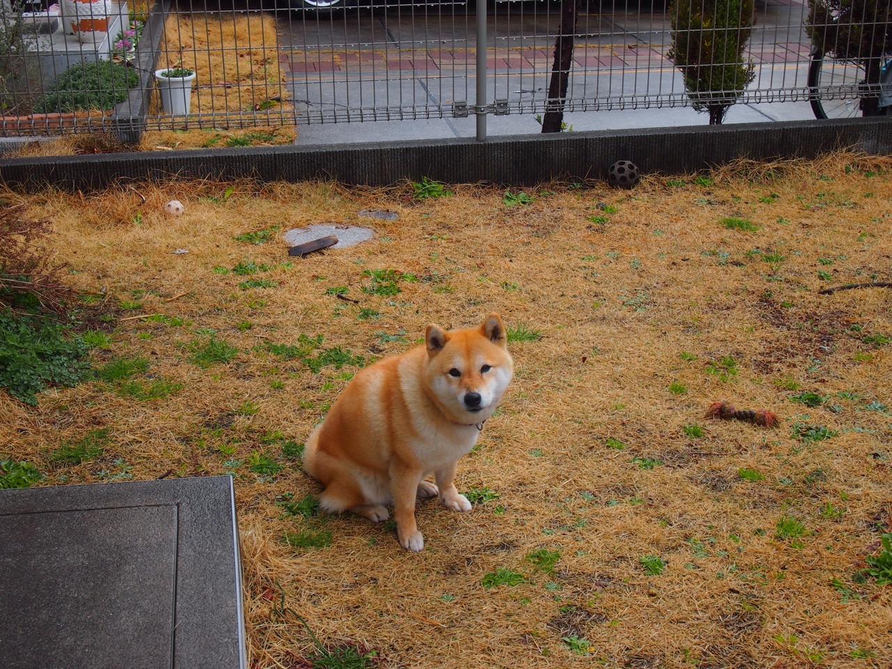 魔术对阵新疆队,拉梅洛用实力证明自己