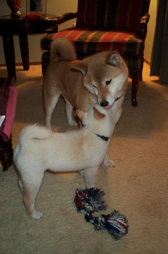 铁闸拉梅洛,山西队窒息式防守锁死浙江猛攻