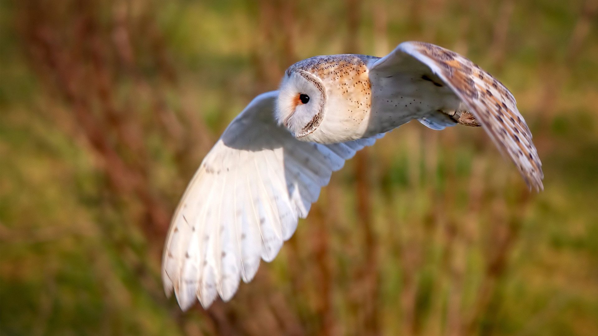 布雷默爆发闪耀全场，荷兰压哨绝杀加拿大，友谊赛上演史诗逆转