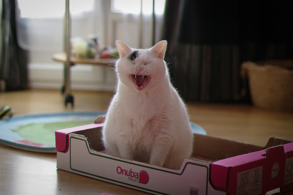 破茧，卢卡库在马赛与葡萄牙的绿茵焦点战中证明自己