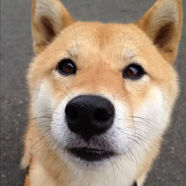 哈弗茨爆发点燃绿茵激情，委内瑞拉节奏掌控力压塞内加尔